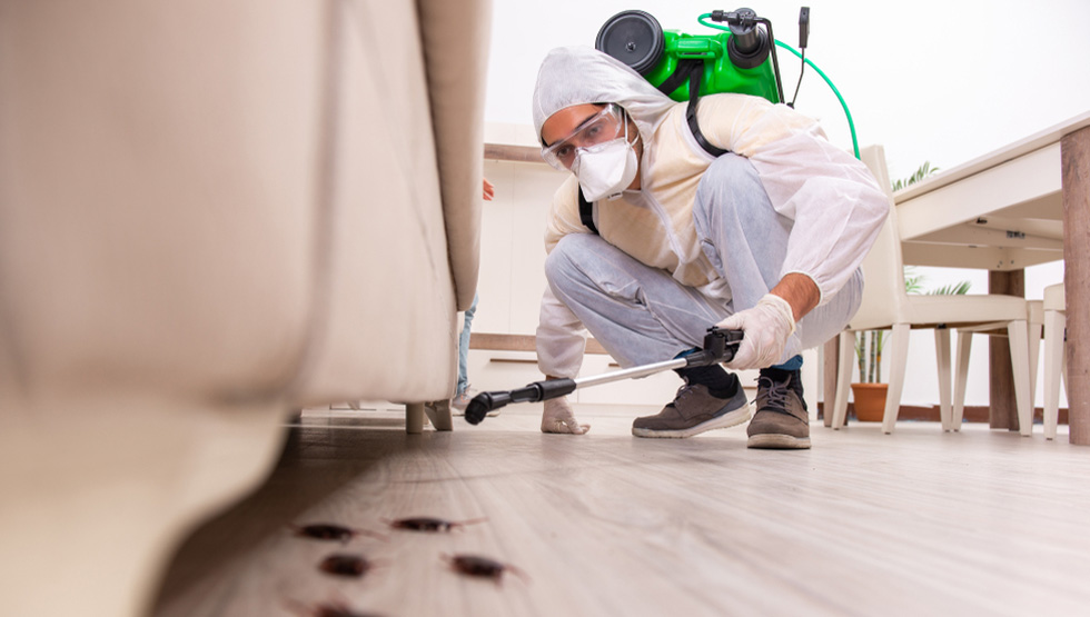 شركة رش حشرات في الطائف , رش حشرات في الطائف , افضل شركة رش حشرات في الطائف , ارخص شركة رش حشرات في الطائف , شركة رش حشرات في الطائف ,  مكافحة حشرات في الطائف , افضل شركة مكافحة حشرات في الطائف 